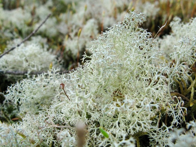 Caribou Moss - Tundra Biome